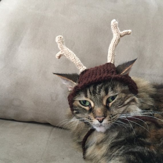 wildkat