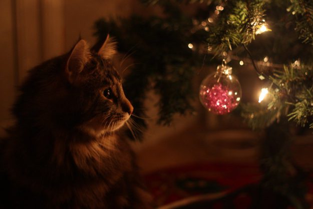 Kerst-kat-3