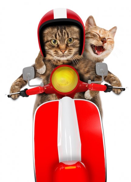 scooter